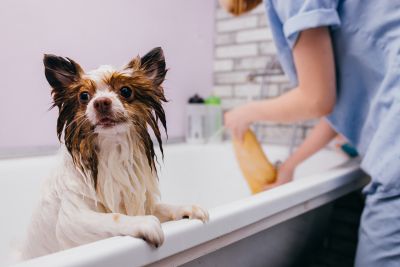 Pet Grooming and Pet Sitting Insurance in Stafford, TX by Michael D. McKay Insurance Agency