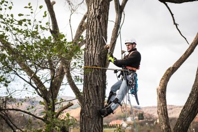 Tree Trimming Insurance in Stafford, TX by Michael D. McKay Insurance Agency